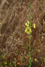 Verbascum blattaria