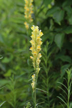 Linaria vulgaris