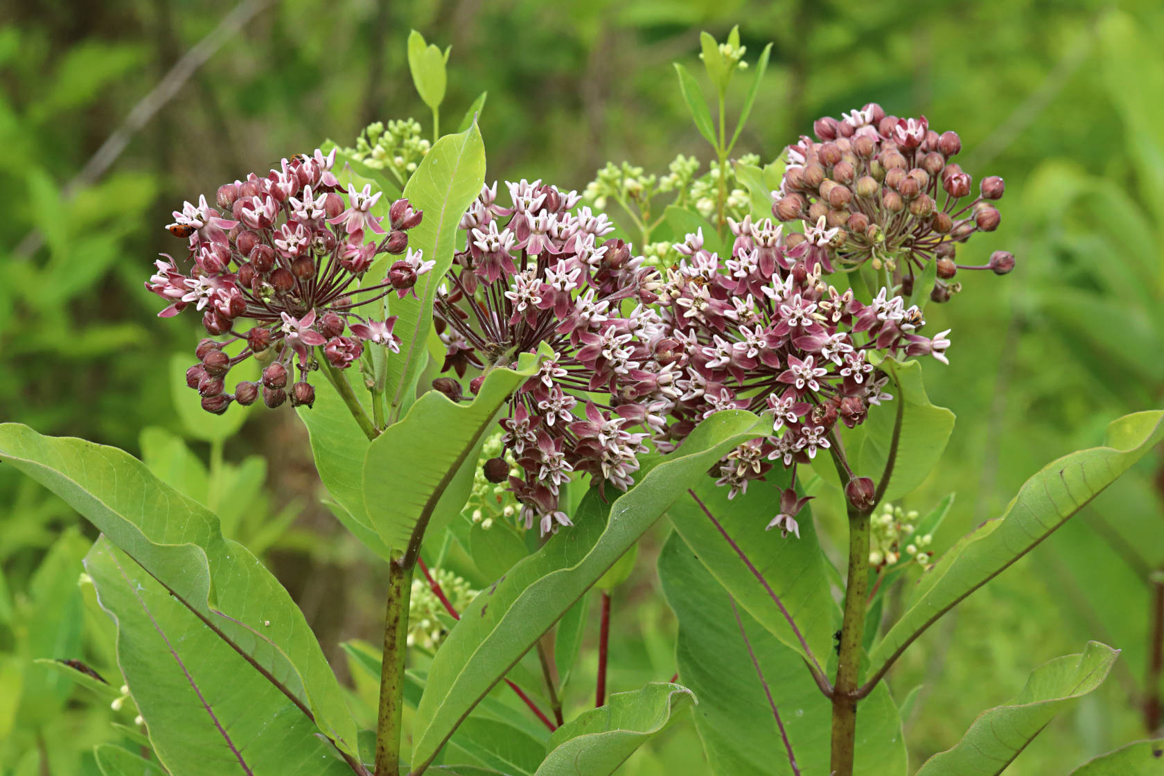 Common Milkweed