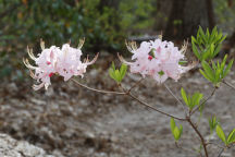 Rhododendron atlanticum