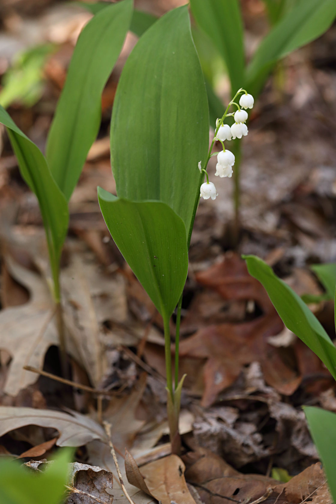 Lily of the Valley