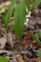 Convallaria majalis