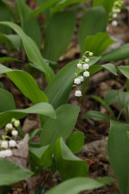 Convallaria majalis