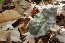 Tipularia discolor