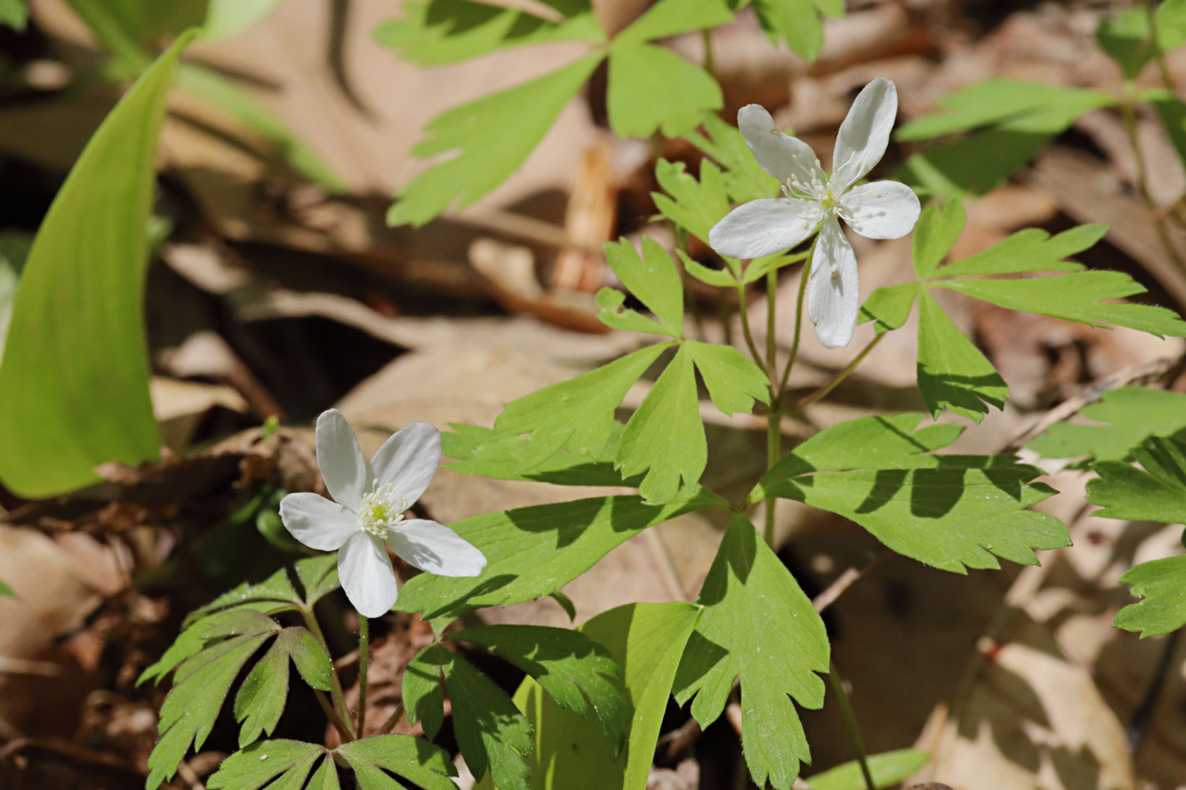 Wood Anemone