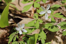 Anemone quinquefolia