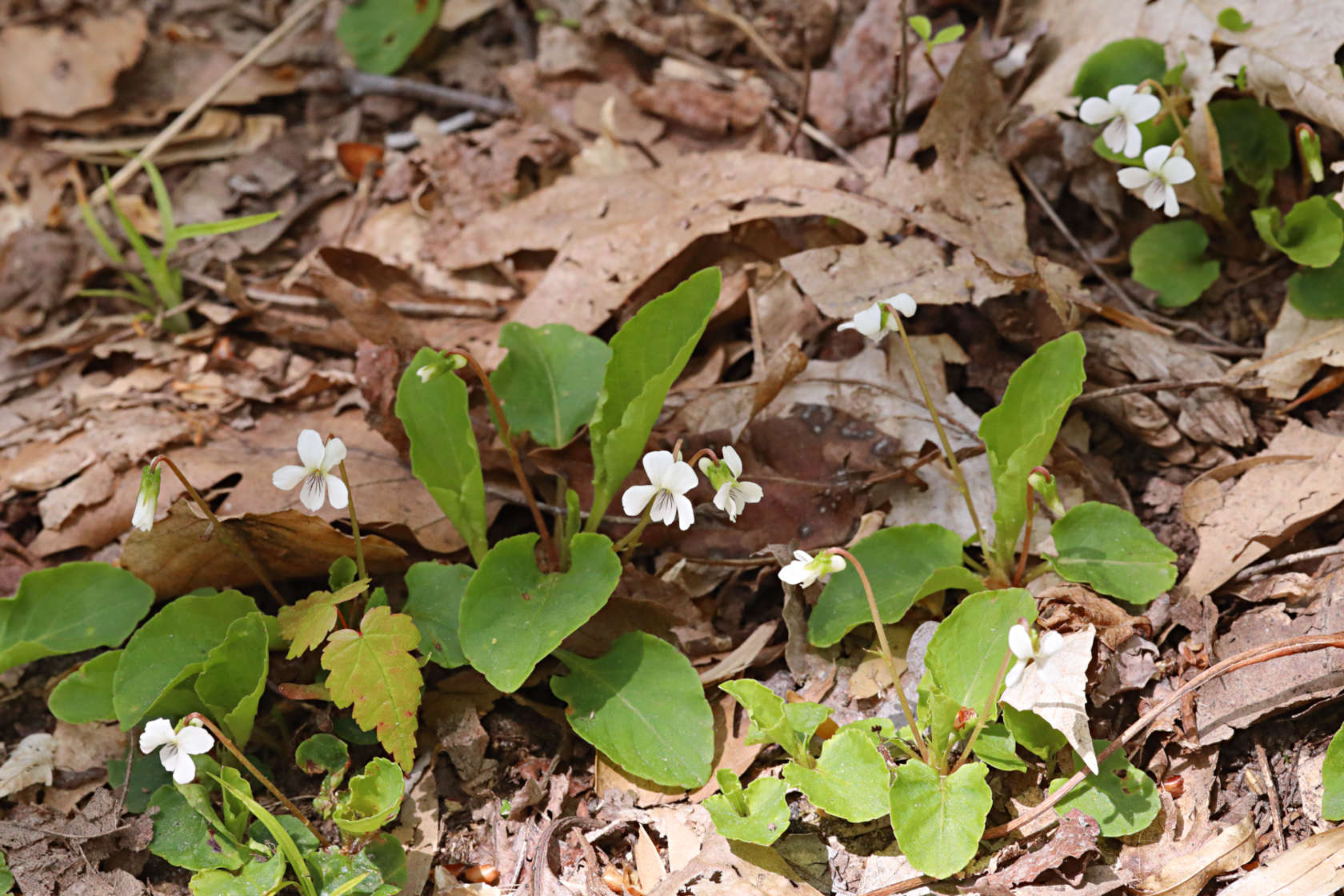 Primrose-Leaved Violet