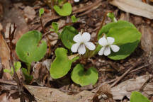 Viola primulifolia