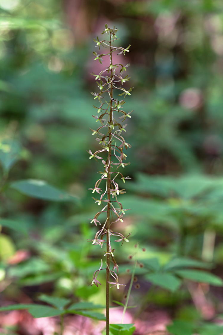 Cranefly Orchis