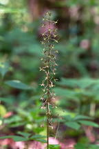 Cranefly Orchis