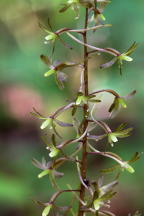 Cranefly Orchis