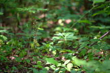 Cranefly Orchis Habitat