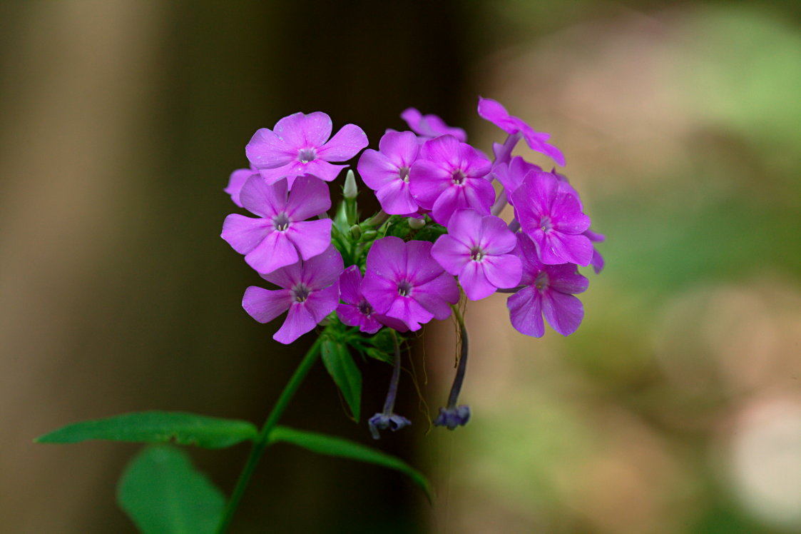 Garden Phlox