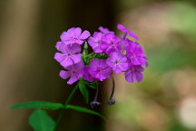 Garden phlox