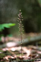 Tipularia discolor