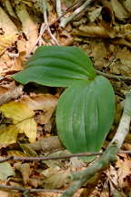 Cypripedium acaule