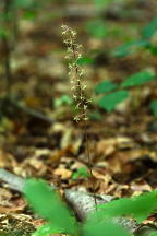 Tipularia discolor