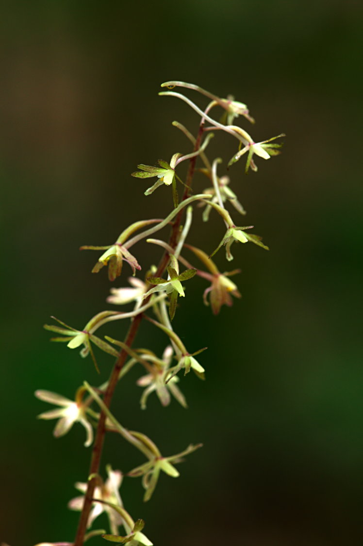 Cranefly Orchis