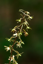 Tipularia discolor