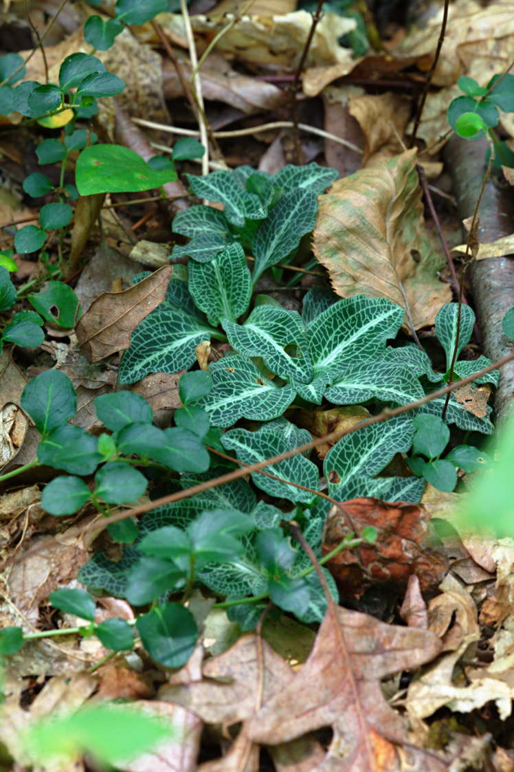 Downy Rattlesnake Plantain