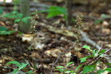 Tipularia discolor