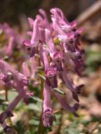 Corydalis solida