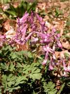 Corydalis solida