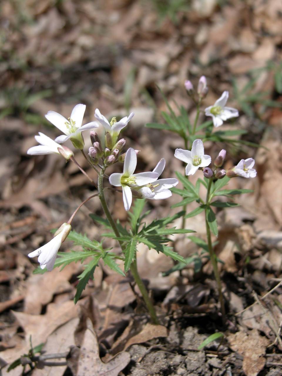 Cut-Leaved Toothwort