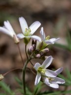 Cut-Leaved Toothwort