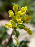 Corydalis flavula