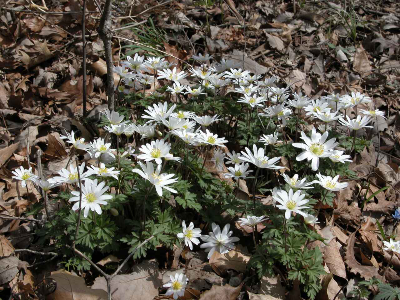 Carolina Anemone