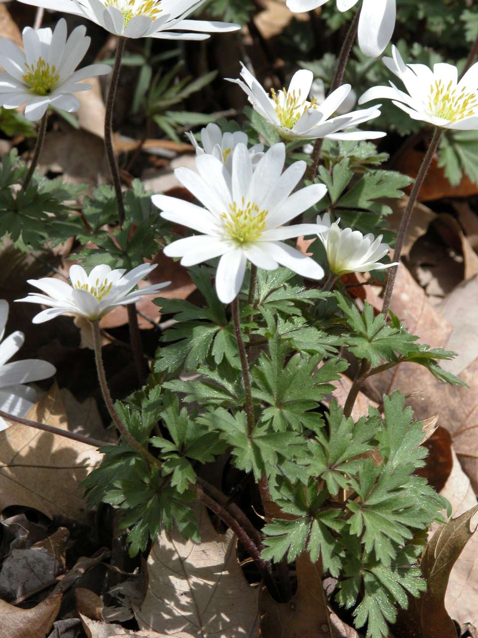 Carolina Anemone