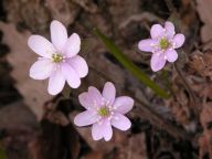 Hepatica nobilis