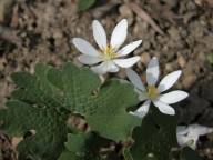 Sanguinaria canadensis