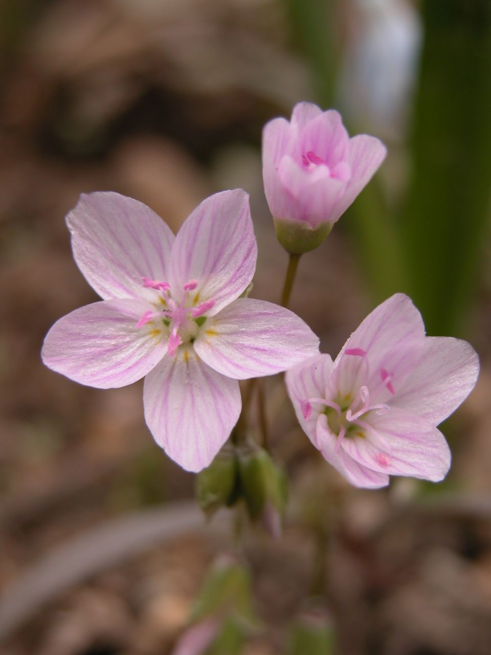 Spring beauty