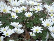 Anemone caroliniana