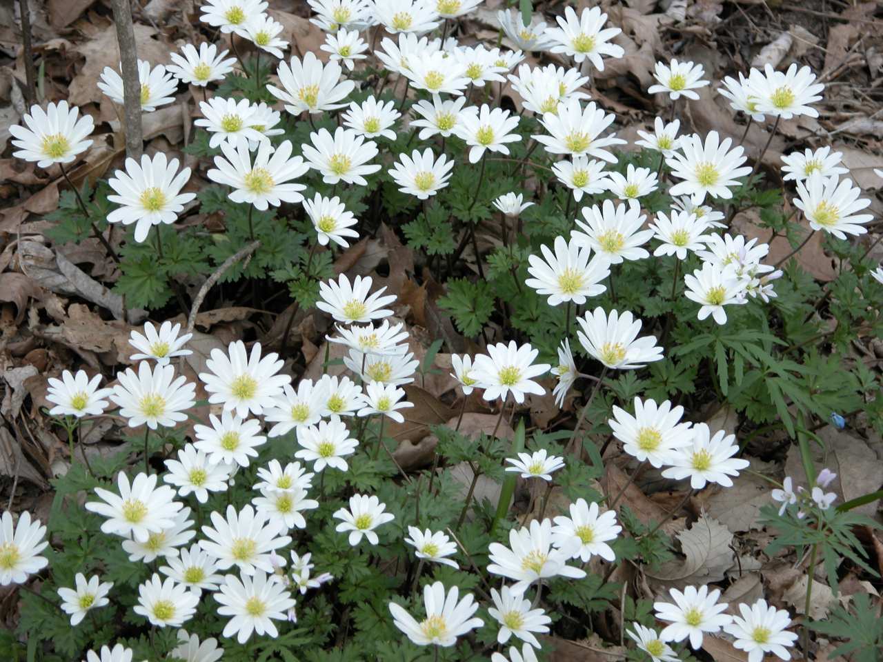 Carolina anemone