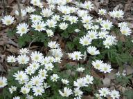 Anemone caroliniana