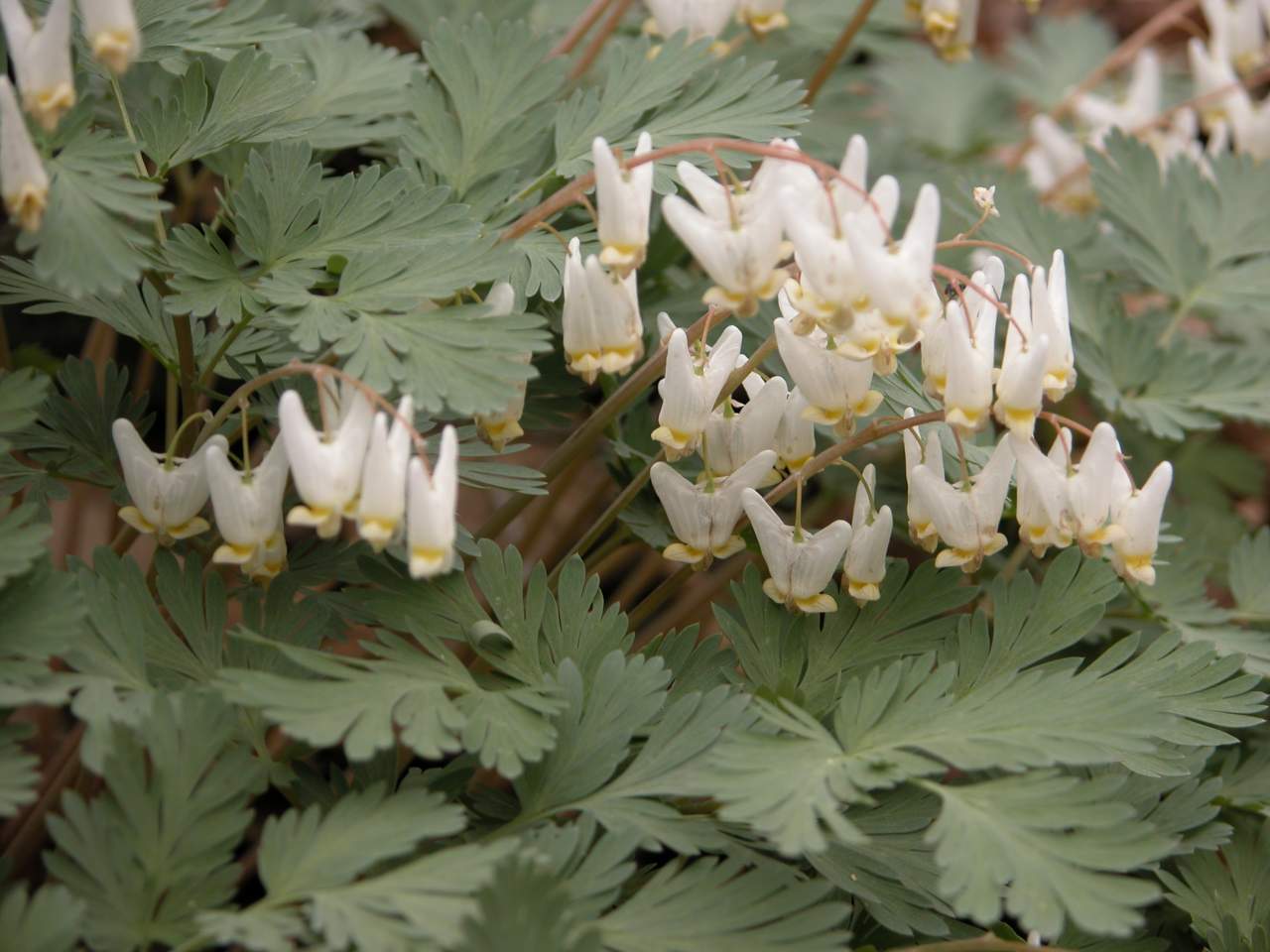 Carolina anemone