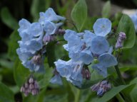 Mertensia virginica