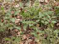 Trillium recurvatum