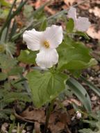 Trillium grandiflorum