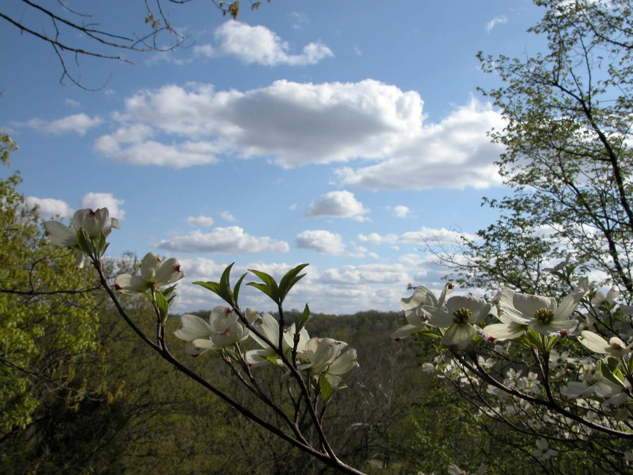 Overlooking the Wildcat Creek valley