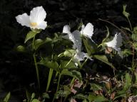 Trillium grandiflorum