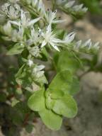 Sedum ternatum