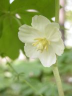 Podophyllum peltatum