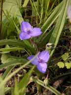 Tradescantia ohiensis