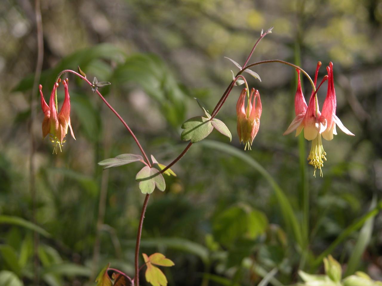 Wild columbine