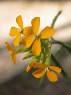 Prarie rocket wallflower