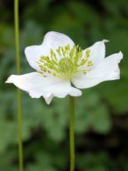 Anemone virginiana